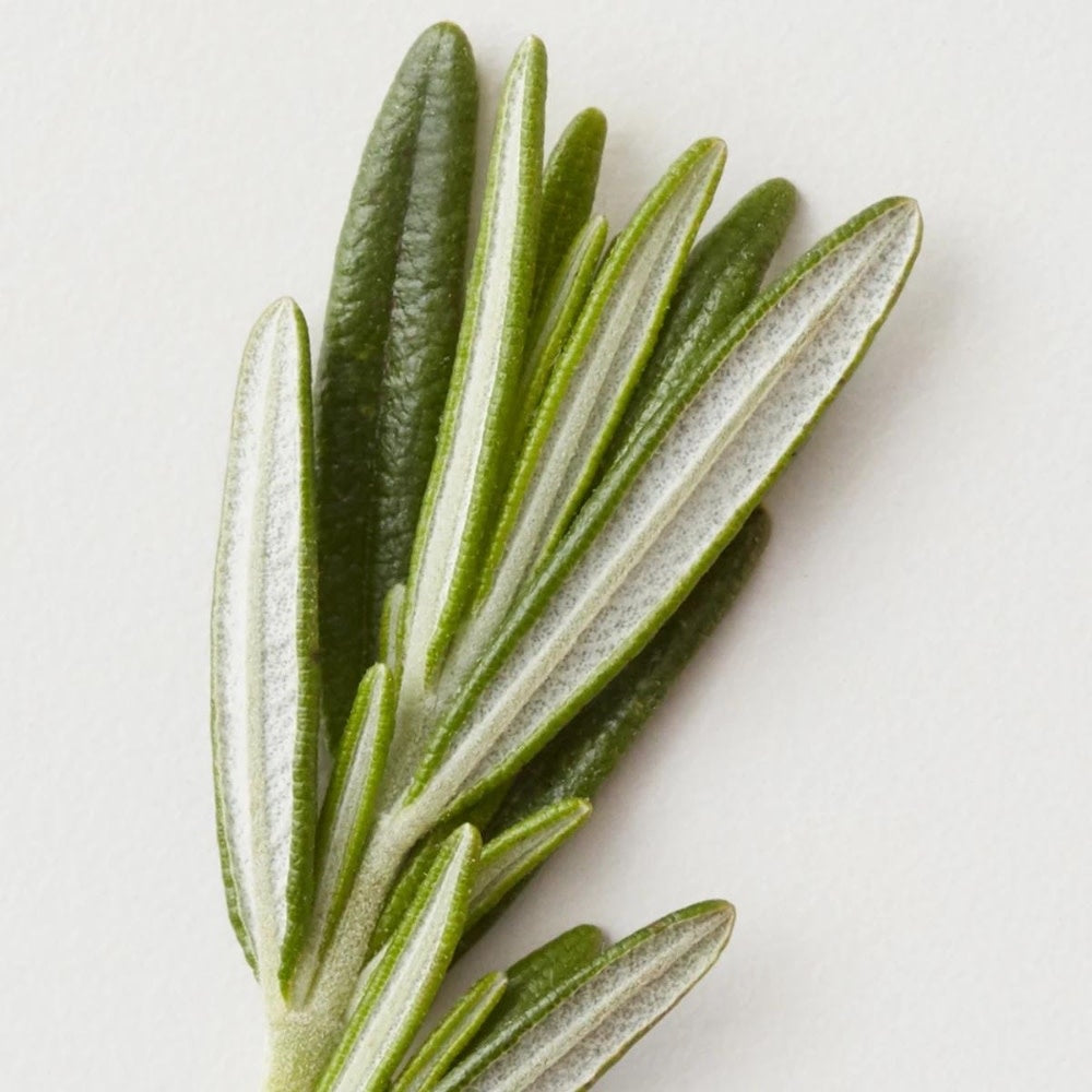 Shampoing clarifiant "Renew"