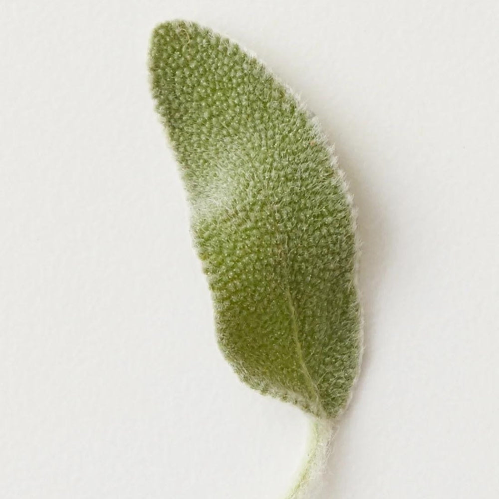 Shampoing clarifiant "Renew"