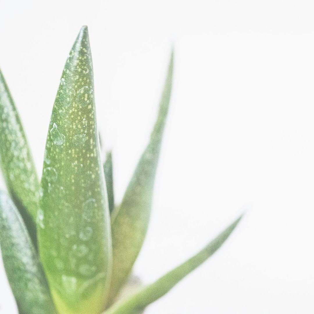 Pre-Shave Oil - Aloe Water (30g/1.0oz)